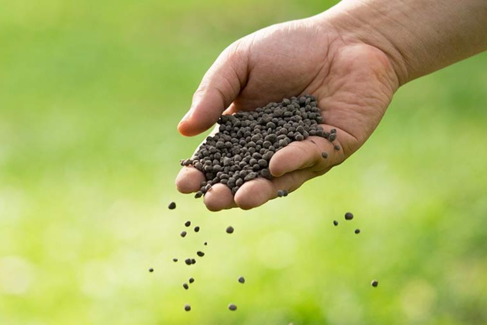 How does PROM compare to synthetic fertilizers like DAP?