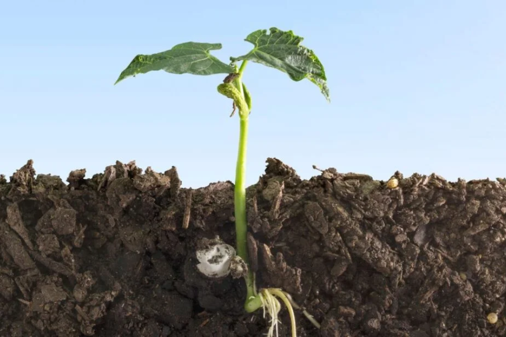 How does cow manure benefit specific plant and soil health