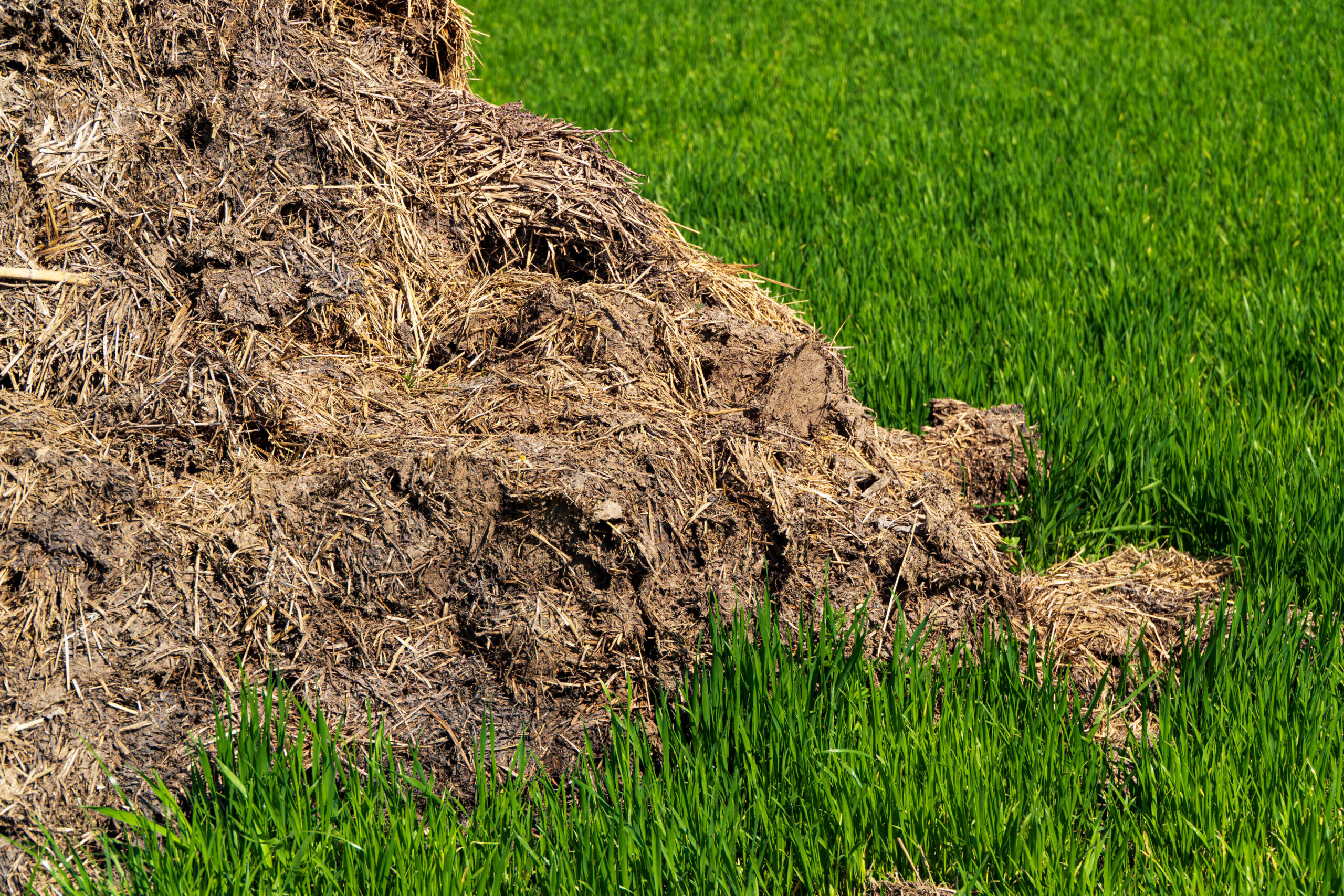What are the environmental impacts of using cow dung